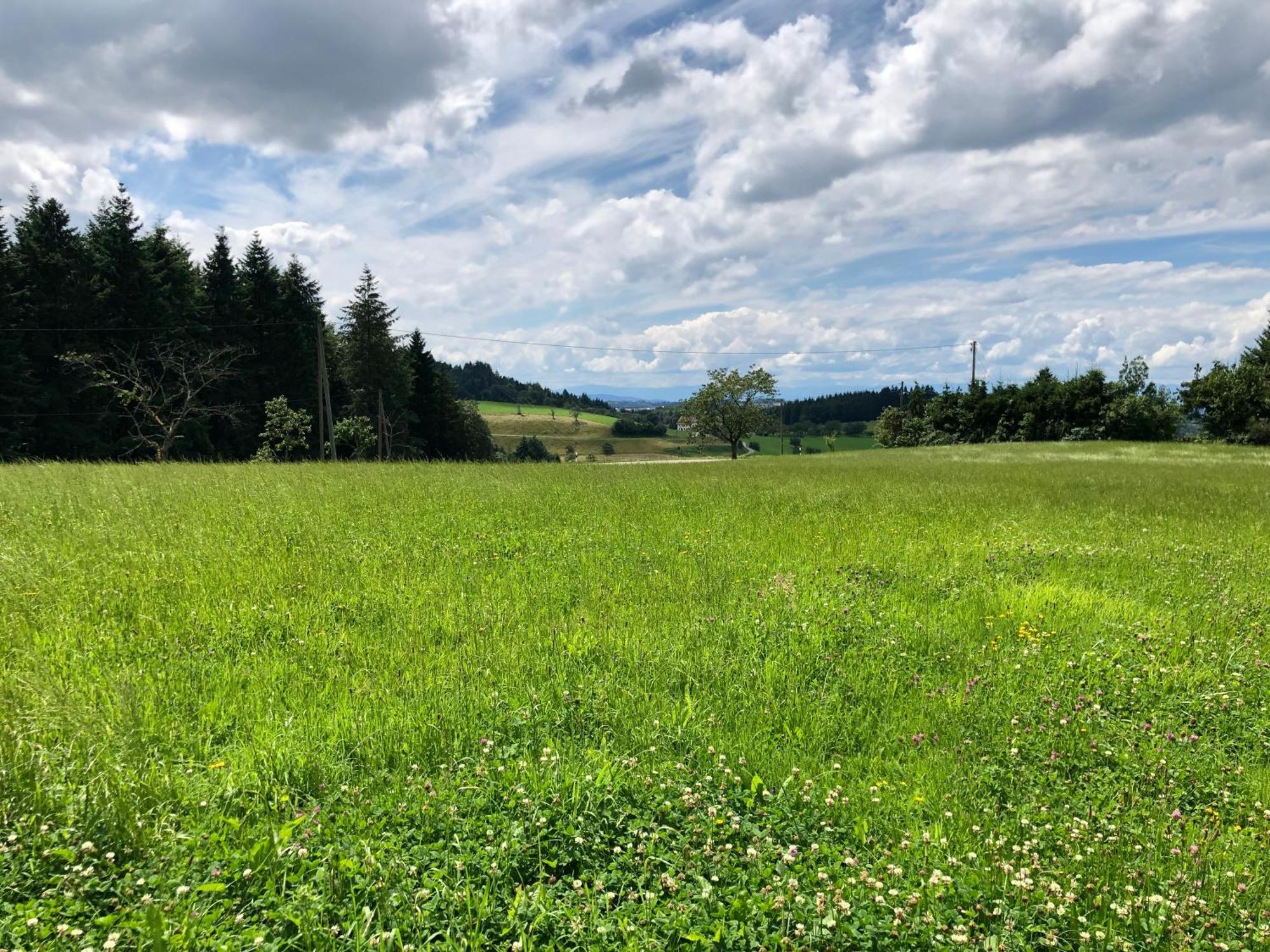 Ferien Im Schwarzwald Freiamt Hotel Kültér fotó