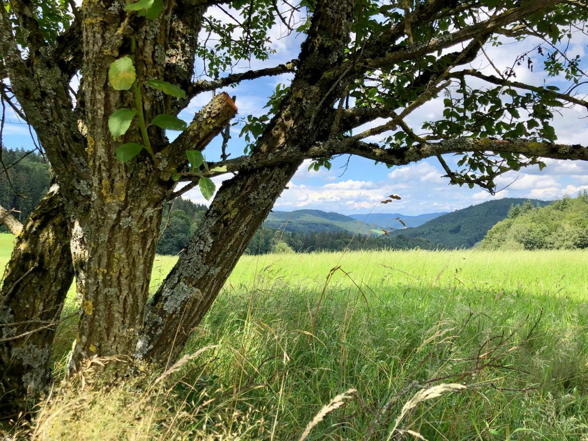 Ferien Im Schwarzwald Freiamt Hotel Kültér fotó