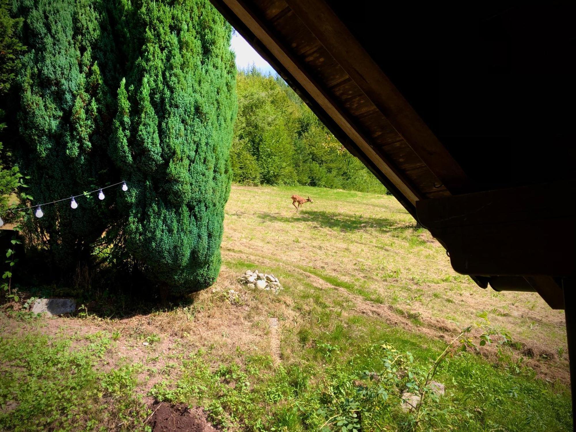 Ferien Im Schwarzwald Freiamt Hotel Kültér fotó