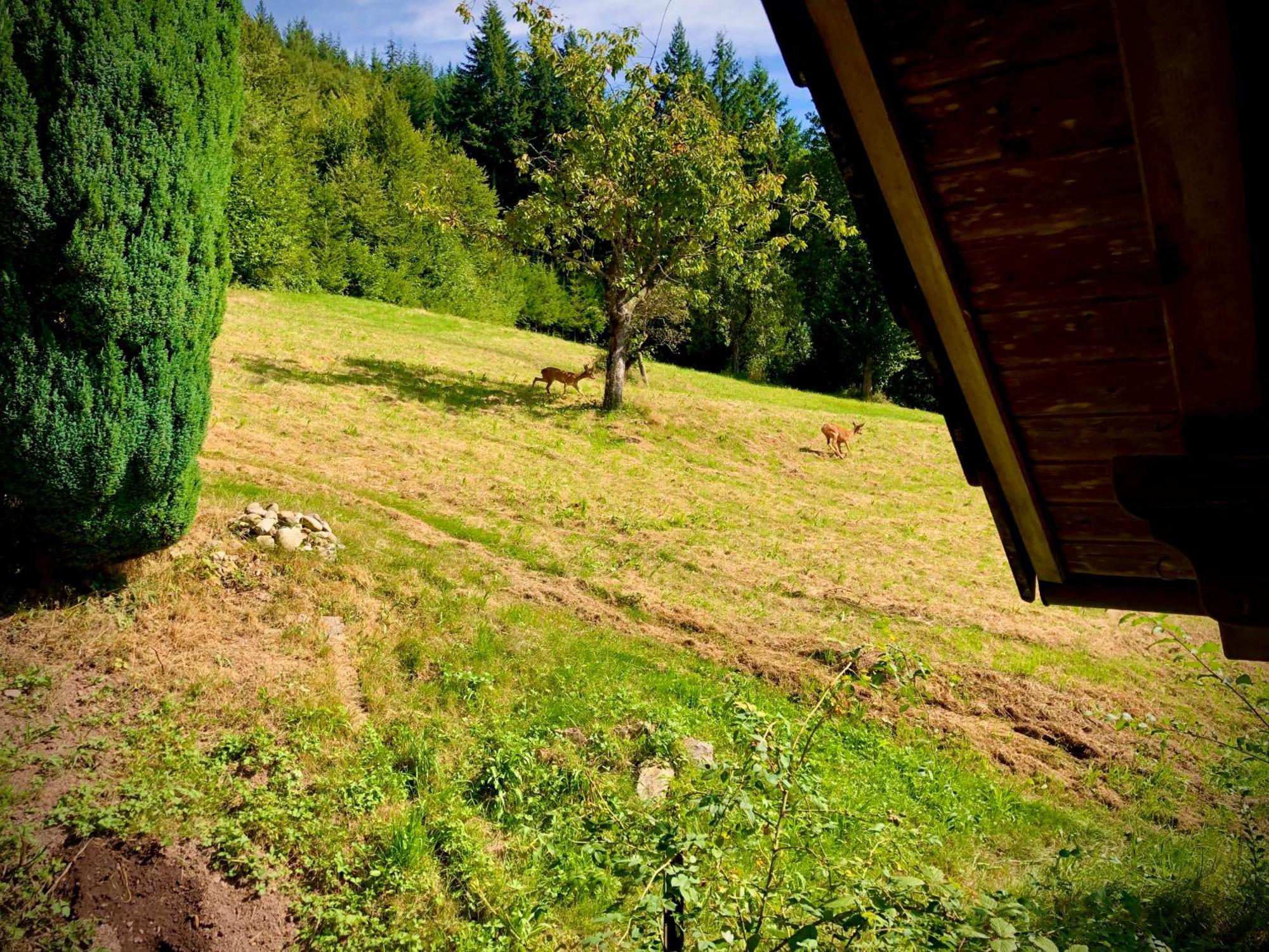 Ferien Im Schwarzwald Freiamt Hotel Kültér fotó